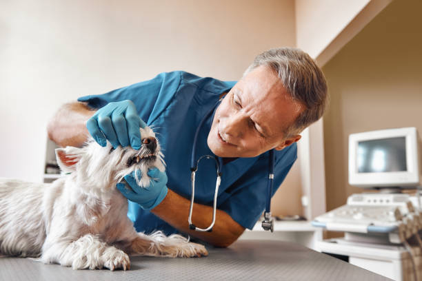 Best Emergency Dental Surgery in Pittsburgh, PA